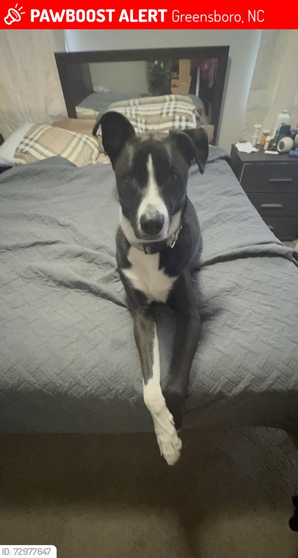 Lost Male Dog last seen East market or McConnell , Greensboro, NC 27401