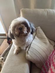 Reunited Female Dog last seen  8 mile Auto Zone , Detroit, MI 48221