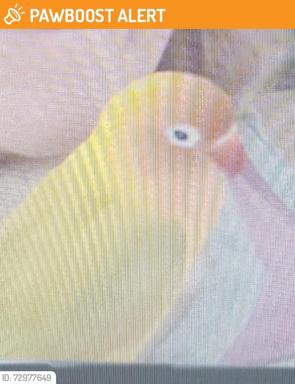 Found/Stray Unknown Bird last seen Van Dyke and Whirley  Road, Greater Northdale, FL 33558