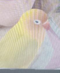 Found/Stray Unknown Bird last seen Van Dyke and Whirley  Road, Greater Northdale, FL 33558