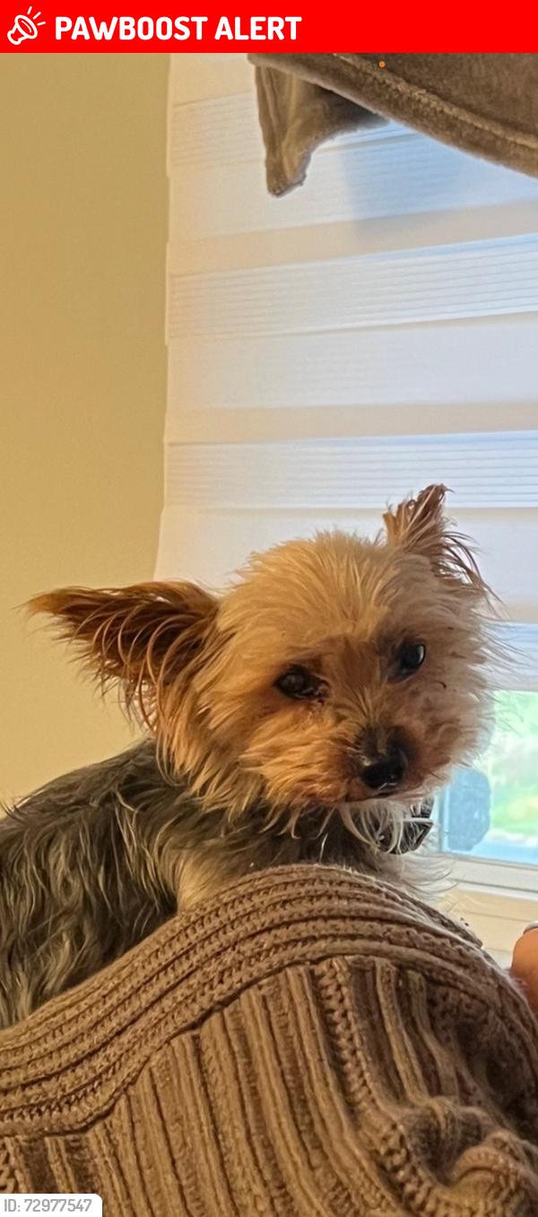 Lost Male Dog last seen on rue dulude in at amable, Marguerite-D'Youville, QC J0L 1N0