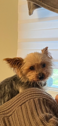 Lost Male Dog last seen on rue dulude in at amable, Marguerite-D'Youville, QC J0L 1N0
