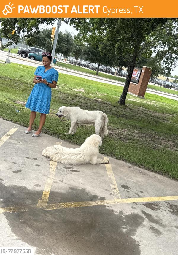 Found/Stray Male Dog last seen Telge Rd, Cypress, TX 77429