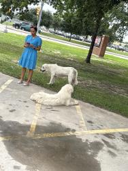 Found/Stray Male Dog last seen Telge Rd, Cypress, TX 77429