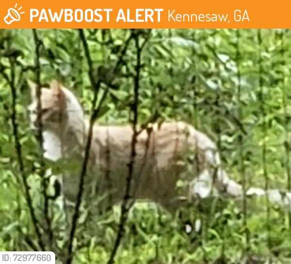 Found/Stray Unknown Cat last seen Ben King, Kennesaw, GA 30144
