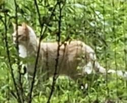 Found/Stray Unknown Cat last seen Ben King, Kennesaw, GA 30144