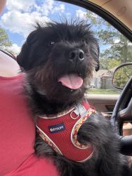 Reunited Male Dog last seen Sand pebble dr. , Leland, NC 28451
