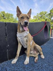 Found/Stray Male Dog last seen Kaley square park, Orlando, FL 32806