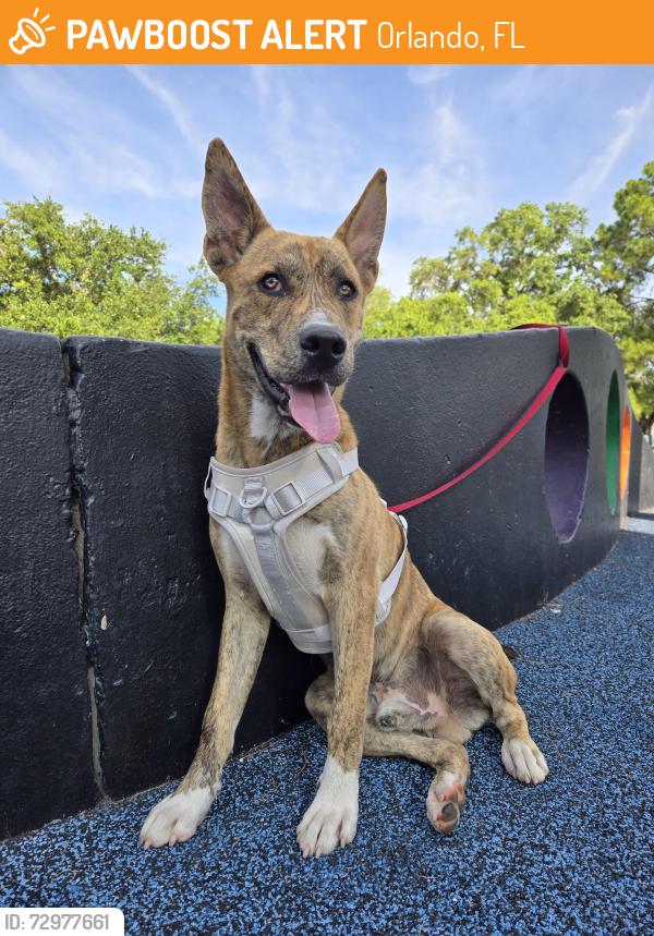 Found/Stray Male Dog last seen Kaley square park, Orlando, FL 32806