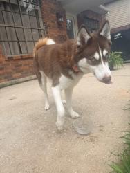 Reunited Female Dog last seen Echo falls and natural bridge dr , Houston, TX 77345