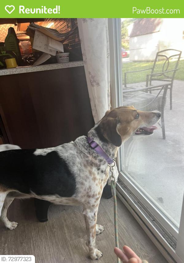 Reunited Female Dog last seen Corner of village glen drive and brittwood lane, Batavia oh, Batavia, OH 45103