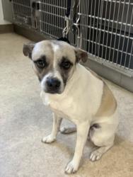 Shelter Stray Male Dog last seen , 957 N Gaffey St, San Pedro, CA 90731, USA