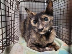 Shelter Stray Female Cat last seen , 957 N Gaffey St, San Pedro, CA 90731, USA