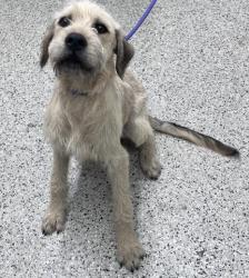 Shelter Stray Male Dog last seen Near BLOCK HOUSTON WHITTIER AVE, DETROIT MI 48205, 7401 Chrysler Dr, Detroit, MI 48211, USA