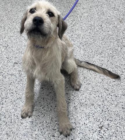 Shelter Stray Male Dog last seen Near BLOCK HOUSTON WHITTIER AVE, DETROIT MI 48205, 7401 Chrysler Dr, Detroit, MI 48211, USA
