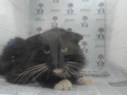 Shelter Stray Male Cat last seen , 2769 Conroy Rd, Orlando, FL 32839, USA