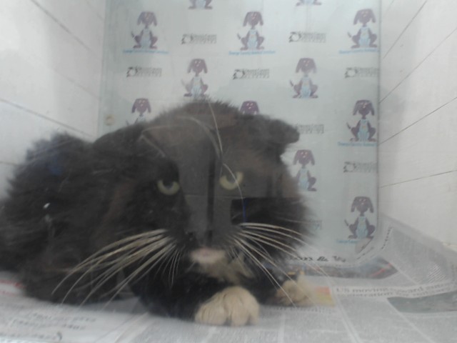 Shelter Stray Male Cat last seen , 2769 Conroy Rd, Orlando, FL 32839, USA