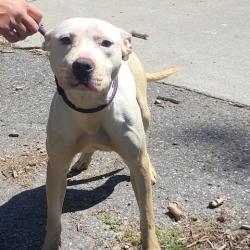 Shelter Stray Female Dog last seen Near BLOCK REDFERN ST, DETROIT, MI 48219, 7401 Chrysler Dr, Detroit, MI 48211, USA