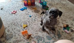 Reunited Female Dog last seen Novella Dr. Neighborhood, Fort Worth, TX 76134