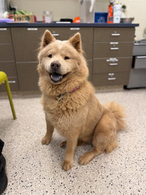 Shelter Stray Female Dog last seen S 45TH AVE AND TANNER PEAK TRAIL, 12155 Park Blvd, Brighton, CO 80601, USA