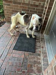 Reunited Male Dog last seen Mayflower & Capitol Lane, Frisco, TX 75034