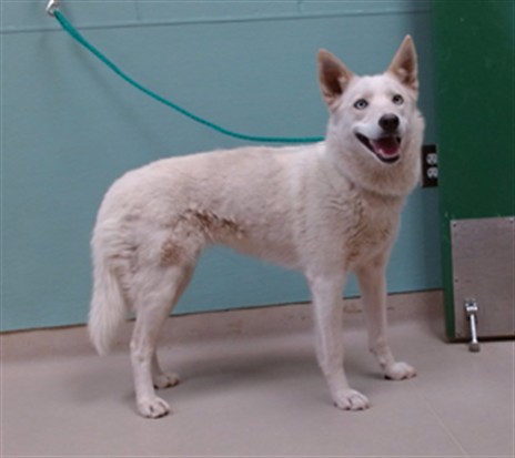Shelter Stray Female Dog last seen Near BLOCK LINCOLN HWY, WADSWORTH NV 89442, 2825 Longley Ln Suite A, Reno, NV 89502, USA