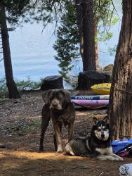 Reunited Female Dog last seen Near Power Line Rd, Foresthill, CA 95631, USA, Foresthill, CA 95631