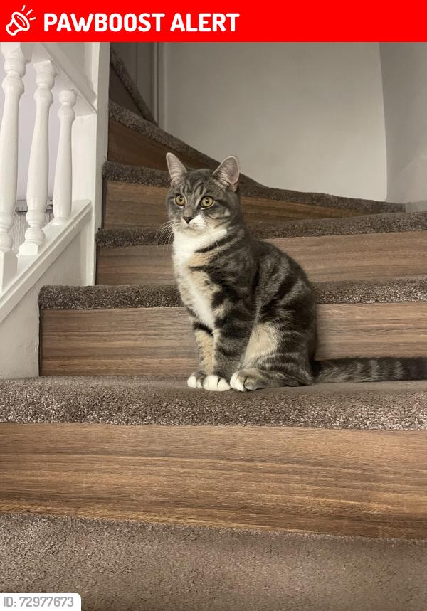 Lost Male Cat last seen A40, Greater London, England W12 0PU