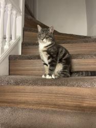 Lost Male Cat last seen A40, Greater London, England W12 0PU