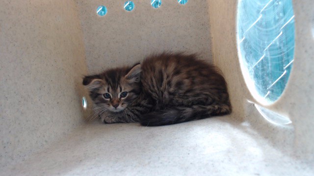 Shelter Stray Male Cat last seen , Gardena, CA 90248