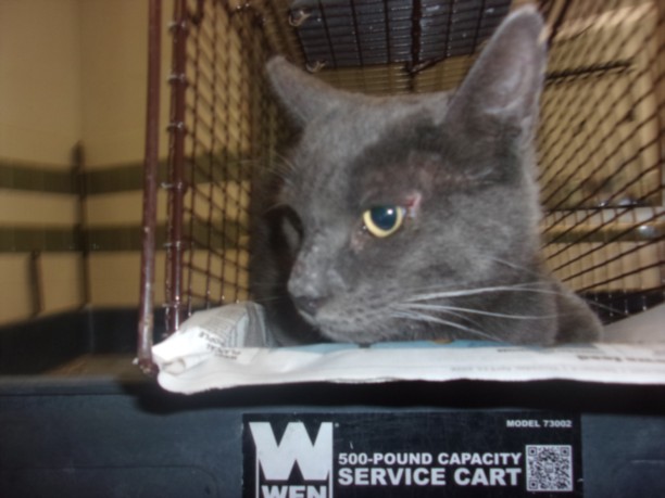 Shelter Stray Male Cat last seen , 14409 Vanowen St, Van Nuys, CA 91405, USA