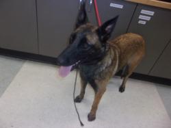Shelter Stray Female Dog last seen , 14409 Vanowen St, Van Nuys, CA 91405, USA