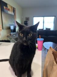 Lost Male Cat last seen 136th st and 137th ave SW, in Kendall, Miami, FL 33186