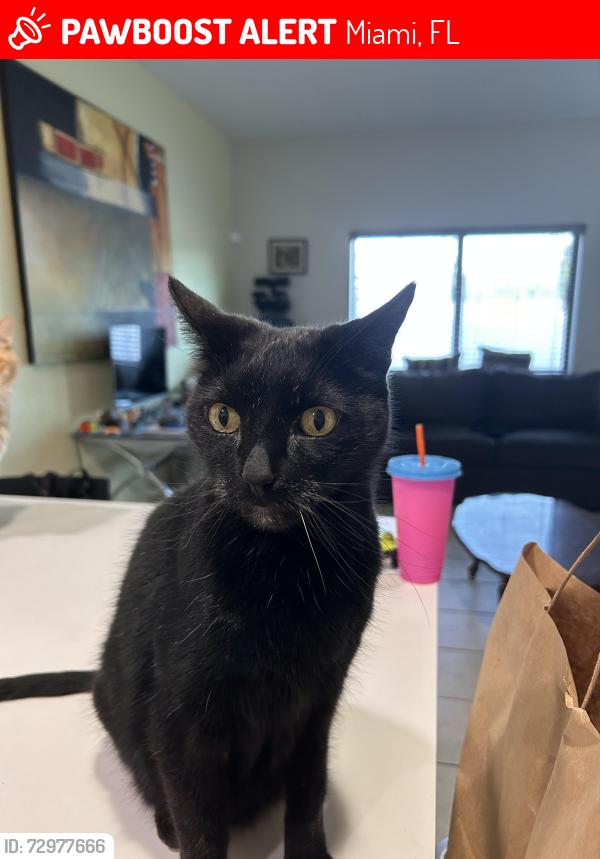 Lost Male Cat last seen 136th st and 137th ave SW, in Kendall, Miami, FL 33186