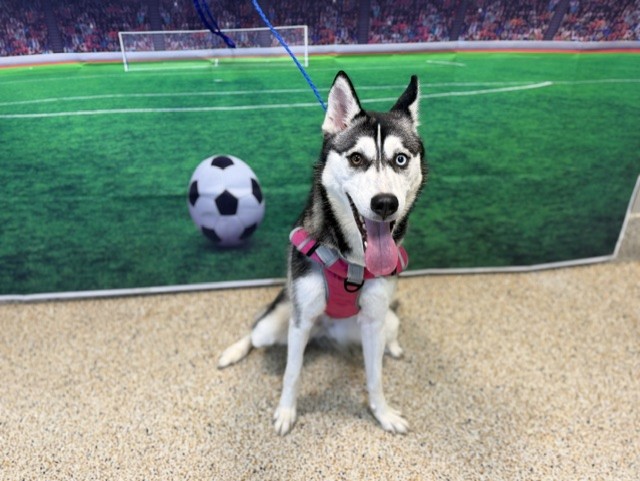 Shelter Stray Female Dog last seen Near BLOCK SW 89 AVE, 3599 NW 79th Ave, Doral, FL 33122, USA