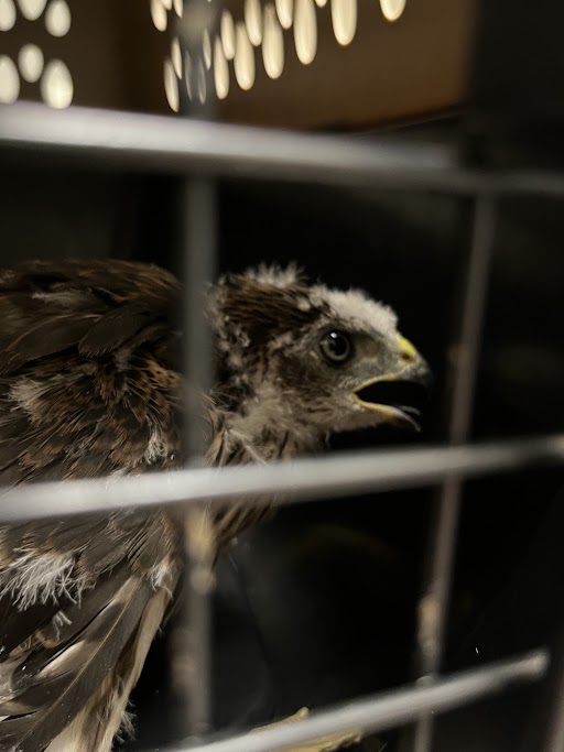 Shelter Stray Unknown Bird last seen Near BLOCK E PATRICK LN, LAS VEGAS NV 89120, Las Vegas, NV 89101