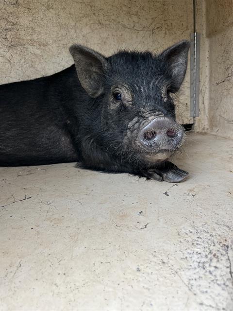 Shelter Stray Unknown Livestock last seen Near BLOCK E WILSHIRE BLVD, SPENCER OK 73084, 2811 SE 29th St, Oklahoma City, OK 73129, USA