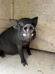 Shelter Stray Unknown Livestock last seen Near BLOCK E WILSHIRE BLVD, SPENCER OK 73084, 2811 SE 29th St, Oklahoma City, OK 73129, USA