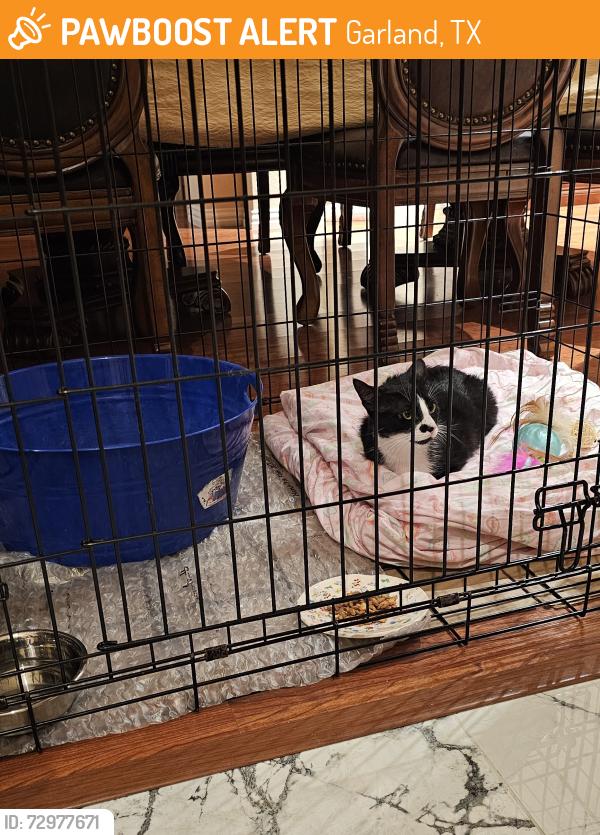 Found/Stray Unknown Cat last seen Crosslands Dr, Garland, TX 75040, Garland, TX 75040