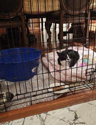 Found/Stray Unknown Cat last seen Crosslands Dr, Garland, TX 75040, Garland, TX 75040