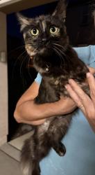 Found/Stray Female Cat last seen Sluice Way, Folsom, CA 95630