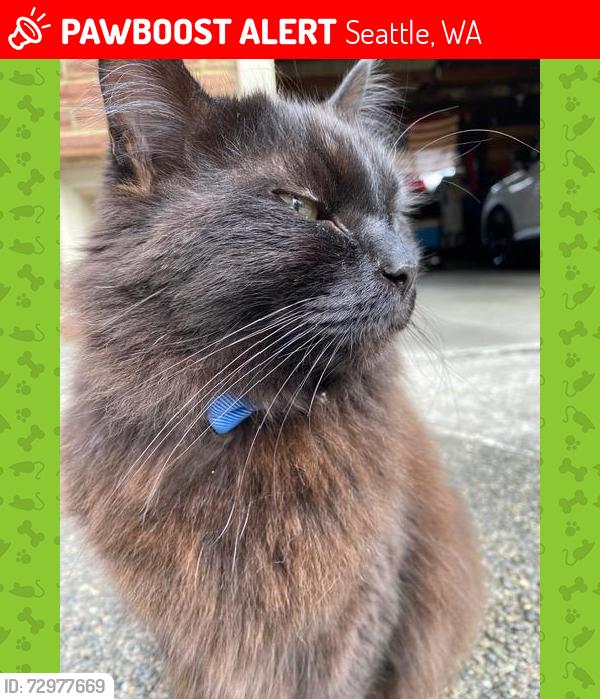 Lost Male Cat last seen 105th and 12th Ave NW, Seattle, WA 98177