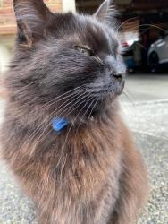 Lost Male Cat last seen 105th and 12th Ave NW, Seattle, WA 98177