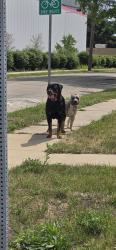 Found/Stray Unknown Dog last seen Fulton Ave and Logan st, Rockford, IL 61103
