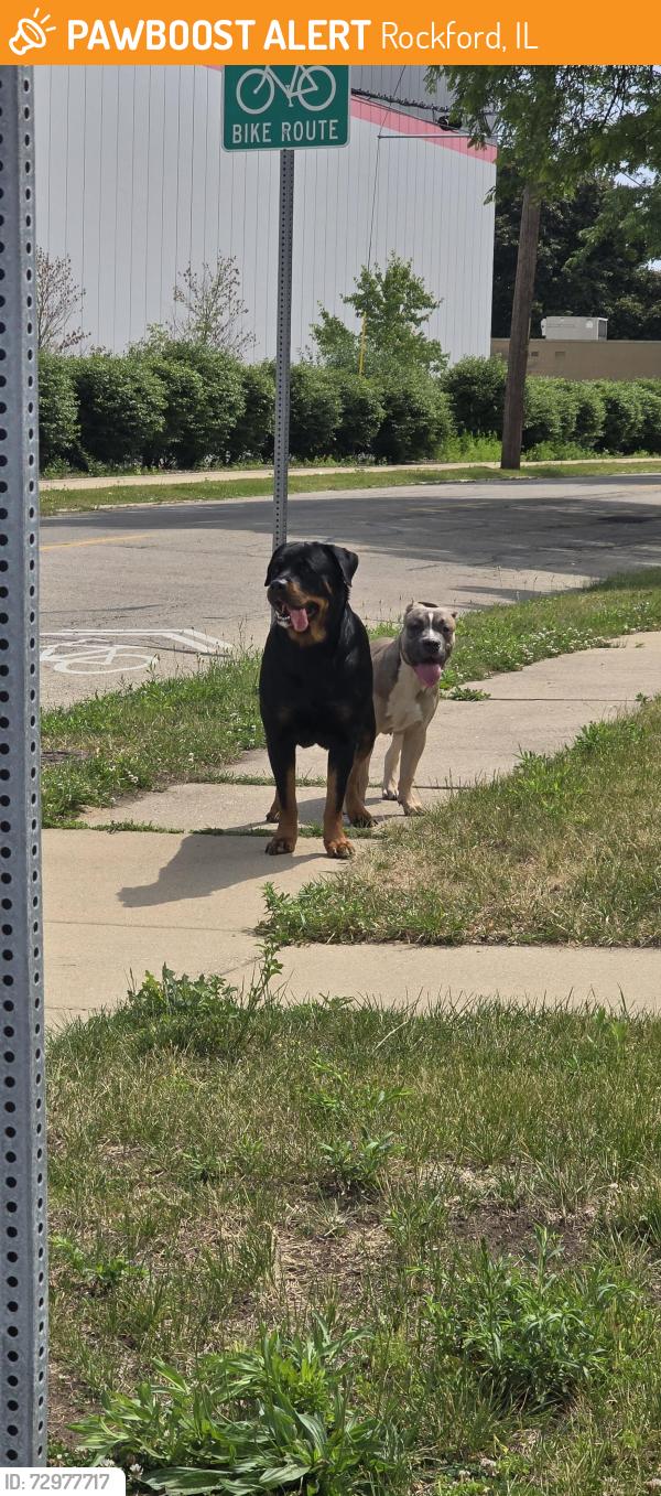 Found/Stray Unknown Dog last seen Fulton Ave and Logan st, Rockford, IL 61103
