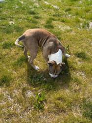 Found/Stray Male Dog last seen 41st Street and 29th Avenue , Somers, WI 53140