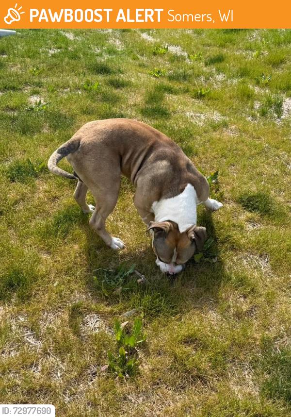 Found/Stray Male Dog last seen 41st Street and 29th Avenue , Somers, WI 53140