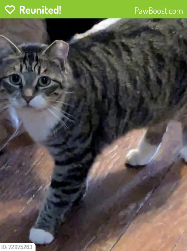 Reunited Female Cat last seen Old Lexington Highway between Sid Bickley Road and Stucks Point Drive in Chapin, SC, Chapin, SC 29036