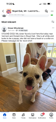 Reunited Female Dog last seen Donald Ave and Vermont, Royal Oak, MI 48073