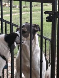 Found/Stray Male Dog last seen Canyon lake high school , Fischer, TX 78623